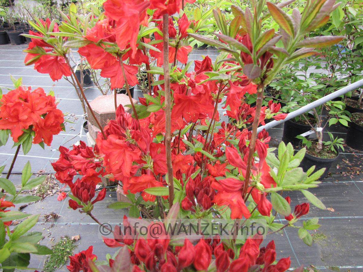 Azalea Knaphill Royal Command.JPG